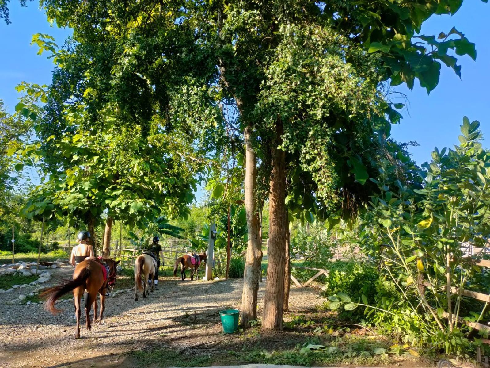 Namkhan Horses Stables Luang Prabang Extérieur photo
