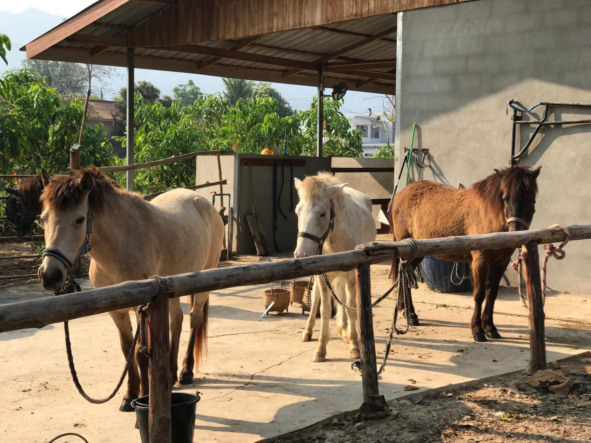 Namkhan Horses Stables Luang Prabang Extérieur photo